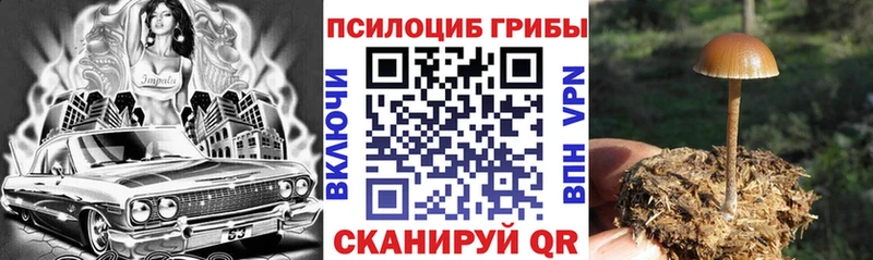 Псилоцибиновые грибы Cubensis Кыштым